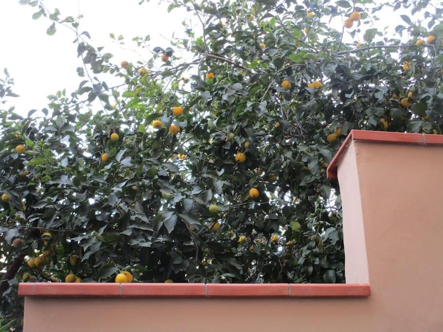 Il Piccolo Eden - Private Garden Daire Livorno Dış mekan fotoğraf